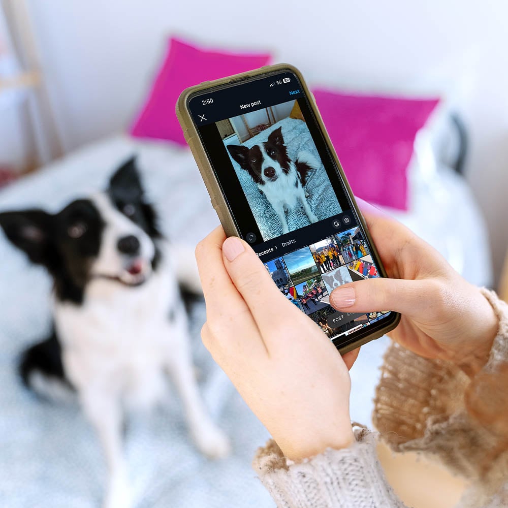 Using a smartphone to photograph a dog and post it to social media